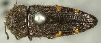 Media type: image;   Entomology 24426 Aspect: habitus dorsal view